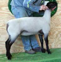 Ewe-10.jpg (19442 bytes)
