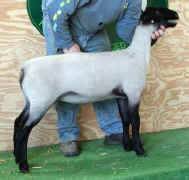 Ewe-11.jpg (20645 bytes)