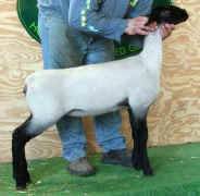 Ewe-126.jpg (21346 bytes)