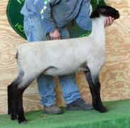 Ewe-16.jpg (17227 bytes)