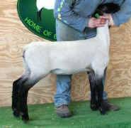 Ewe-43.jpg (21207 bytes)