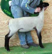 Ewe-49.jpg (20331 bytes)